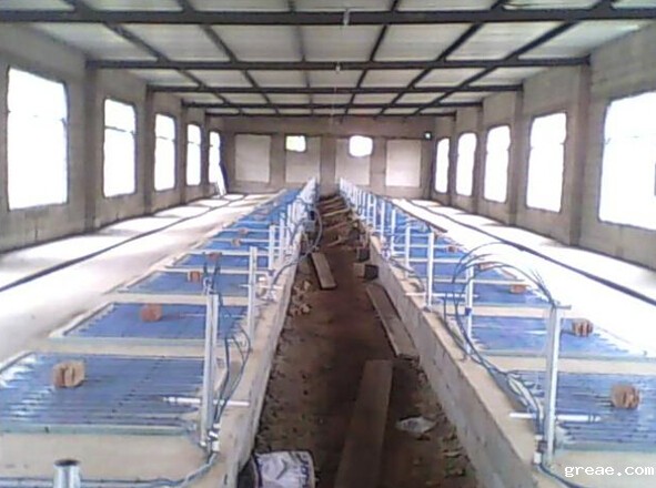 米兰app体育官方入口下载安装集团发热电缆用于养殖场保温室采暖安装示意图(图1)