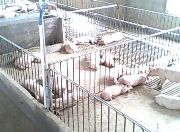 米兰app体育官方入口下载安装集团发热电缆用于养殖场保温室采暖安装示意图(图3)